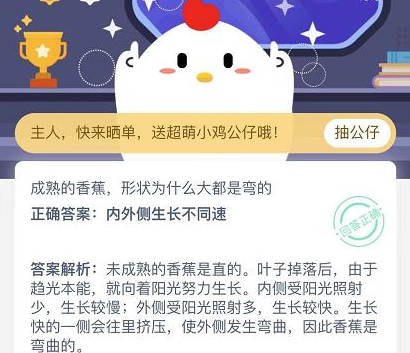 成熟的香蕉形状为什么大都是弯的?蚂蚁庄园今日课堂答题答案