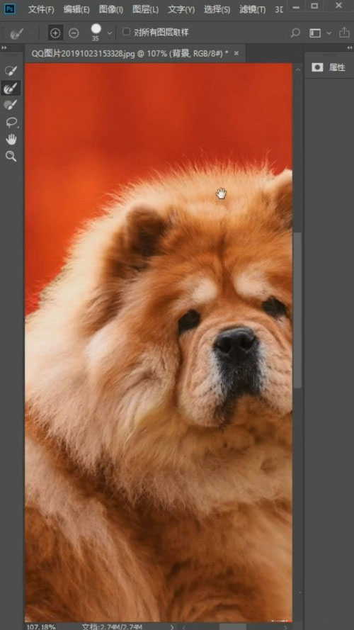 Photoshop怎么抠狮子狗?Photoshop抠狮子狗教程